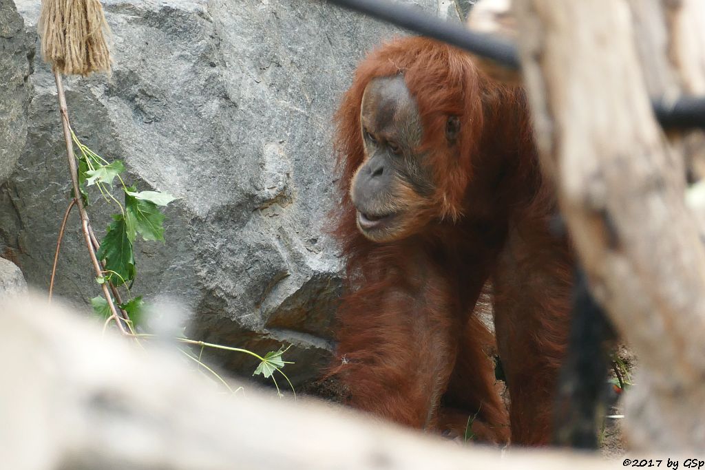 Sumatra-Orang-Utan