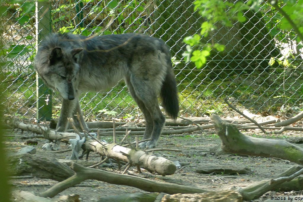 Westlicher Timberwolf (Mackenzie-Valley-Wolf)