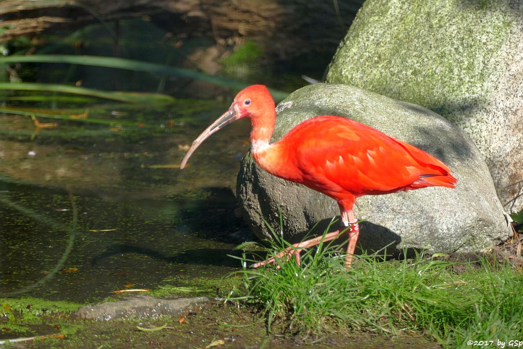 Roter Sichler (Scharlachsichler, Rotibis)