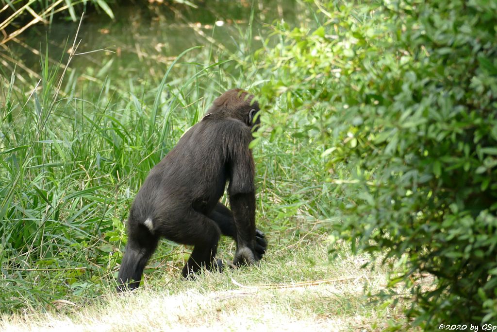 Westlicher Flachlandgorilla