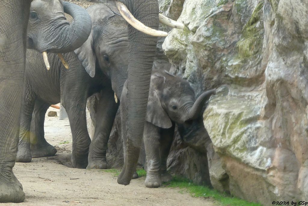 Elefanten Zoo Halle: TAMIKA, ELANI,  SIMON