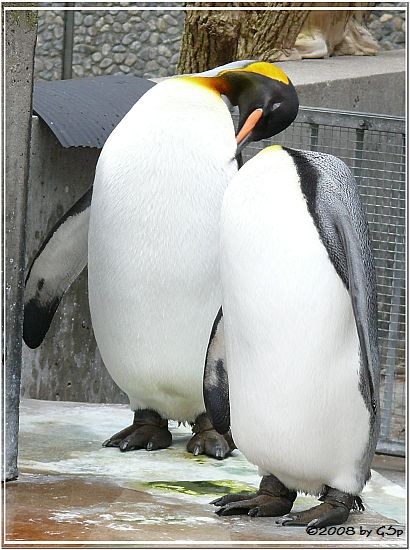 Königspinguin