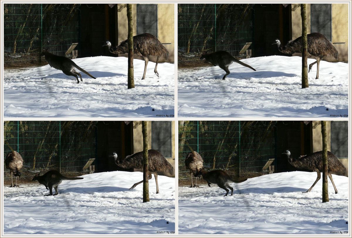 Rotnackenwallaby (Bennettkänguru), Emu (Großer Emu)