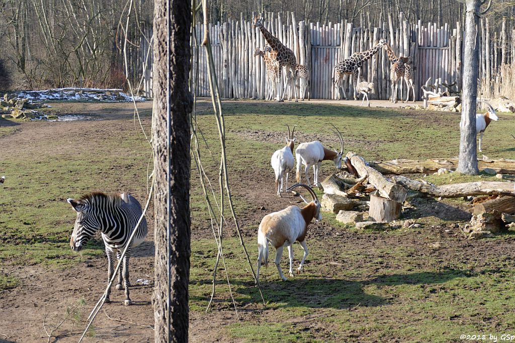 Grévy-Zebra, Säbelantilope, Rothschildgiraffe (Uganda-Giraffe, Baringo-Giraffe), Nordafrikanischer Strauß (Nordafrikanischer Rothalsstrauß)