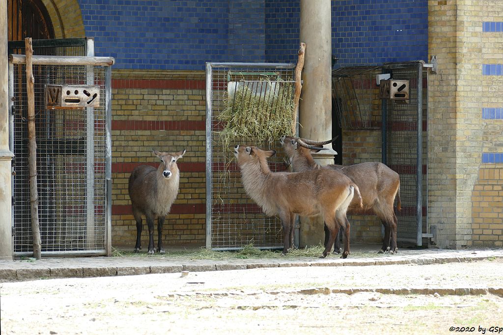 Defassa-Wasserbock (Roter Wasserbock)