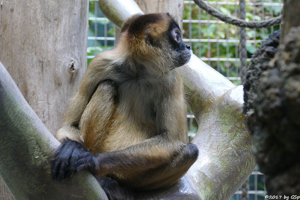 Geoffroy-Klammeraffe (Schwarzhand-Klammeraffe)