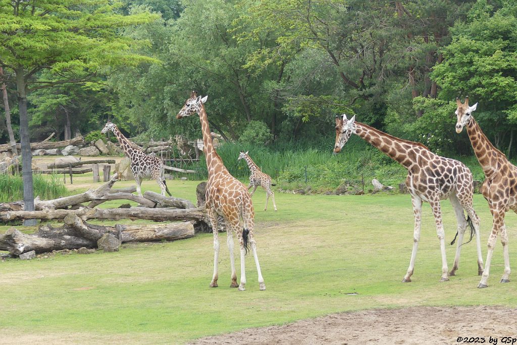 Rothschildgiraffe (Uganda-Giraffe, Baringo-Giraffe), Jungtier geb. am 6.2.23