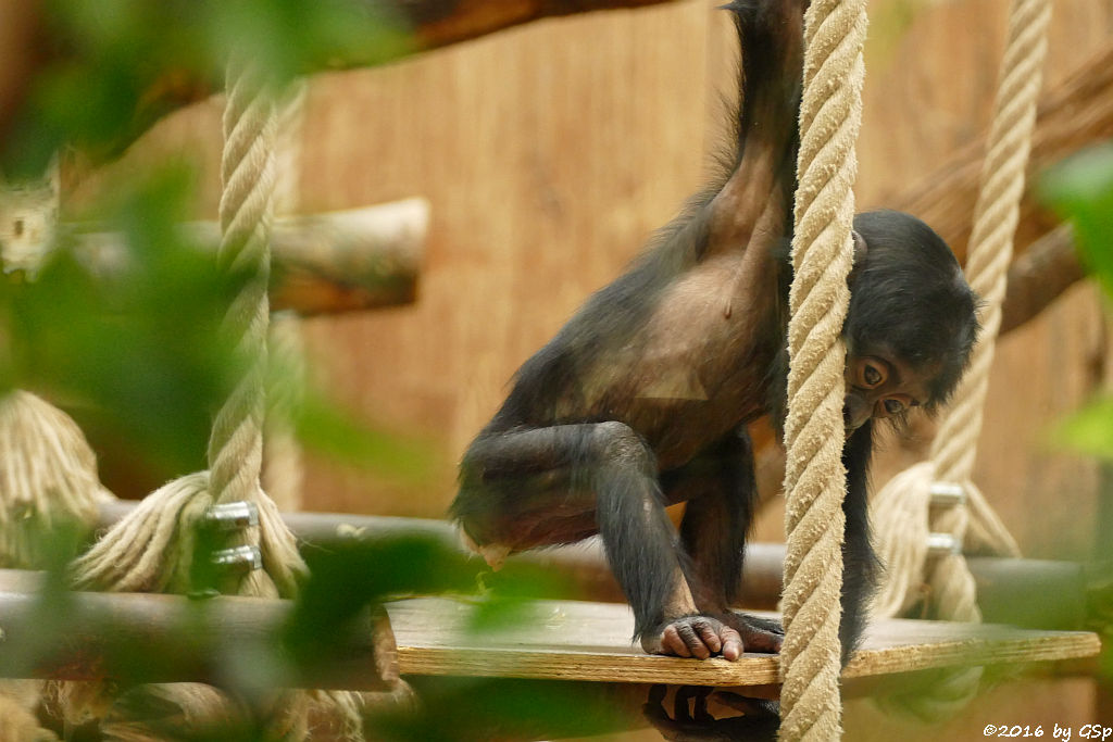 Bonobo BINA, geb. am 3.4.15 (1 Jahr alt)