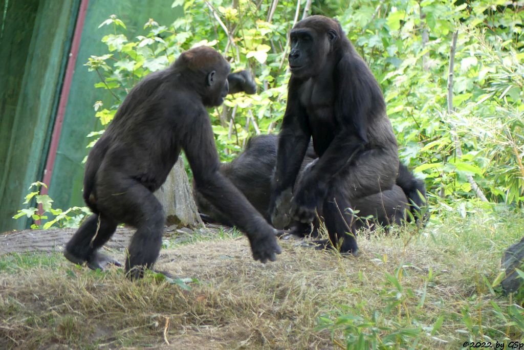 Westlicher Flachlandgorilla