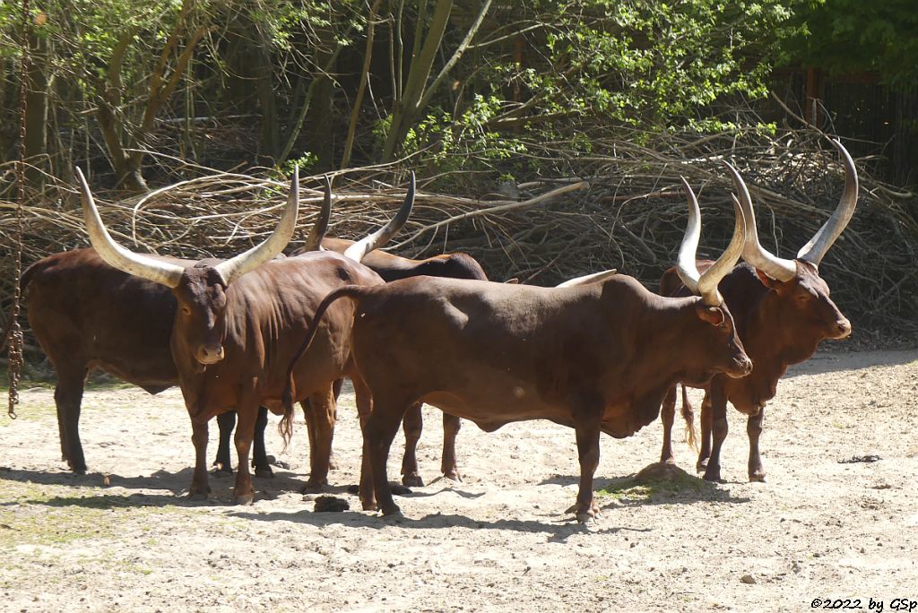 Watussirind (Ankole, Akole-Rind)