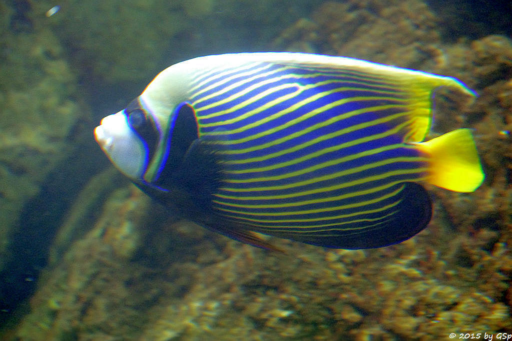 Nicobaren-Kaiserfisch (Imperator-Kaiserfisch)