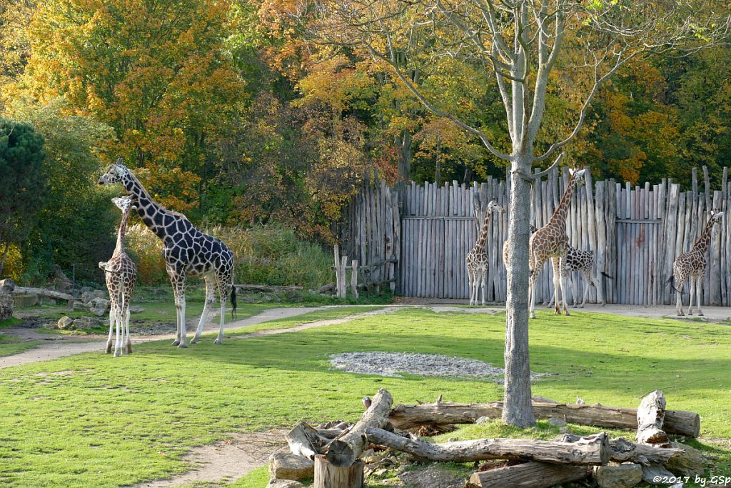 Rothschildgiraffe (Uganda-Giraffe, Baringo-Giraffe)