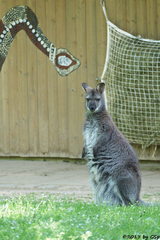 Bennettkänguru (Rotnackenwallaby)