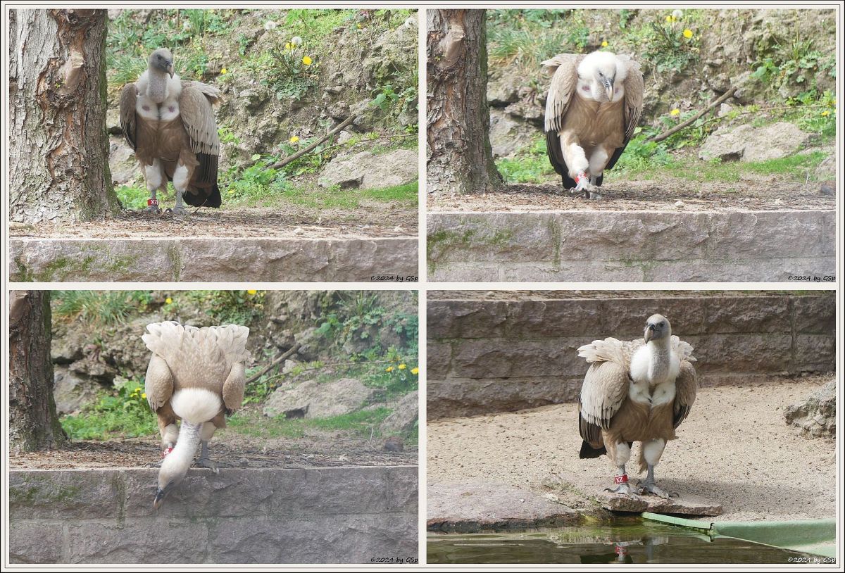 Zoo Halle: Westlicher Gänsegeier