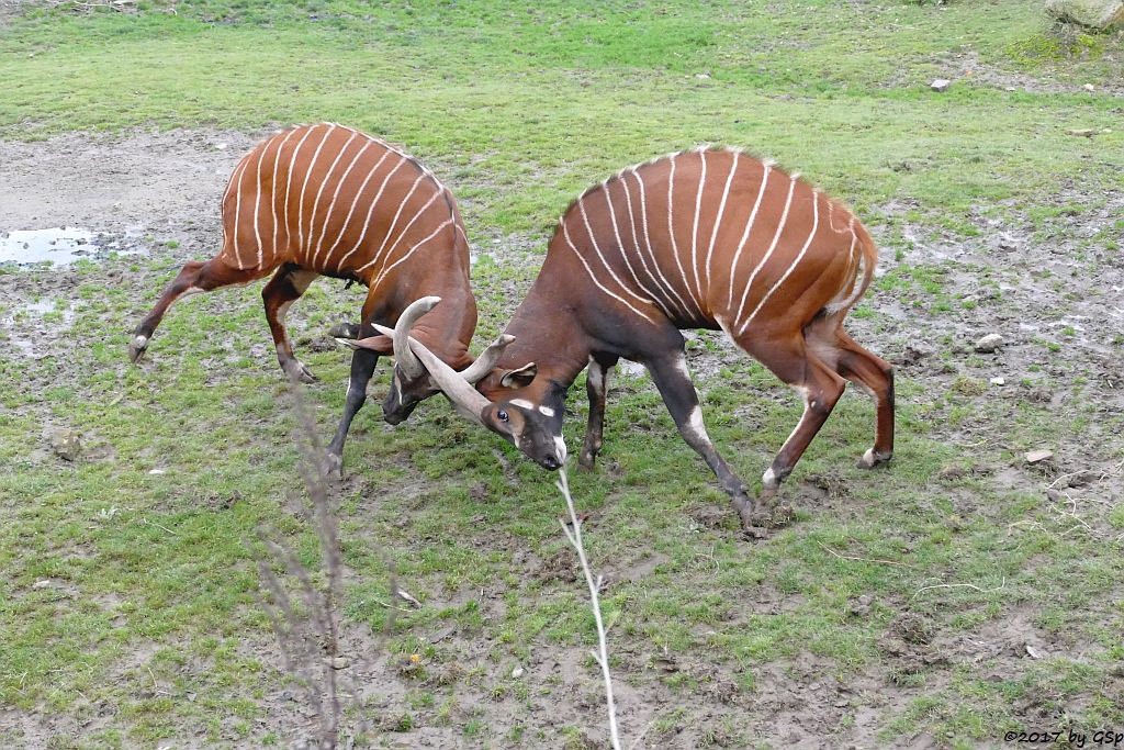 Östlicher Bongo (Kenia-Bongo, Bergbongo)