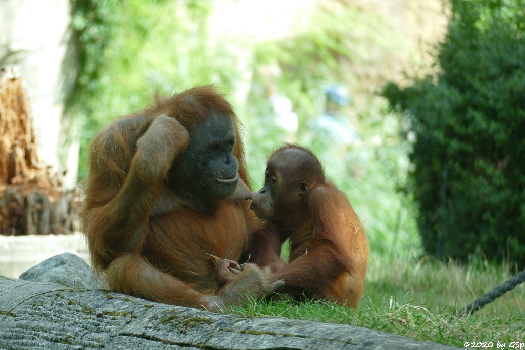 Sumatra-Orang-Utan