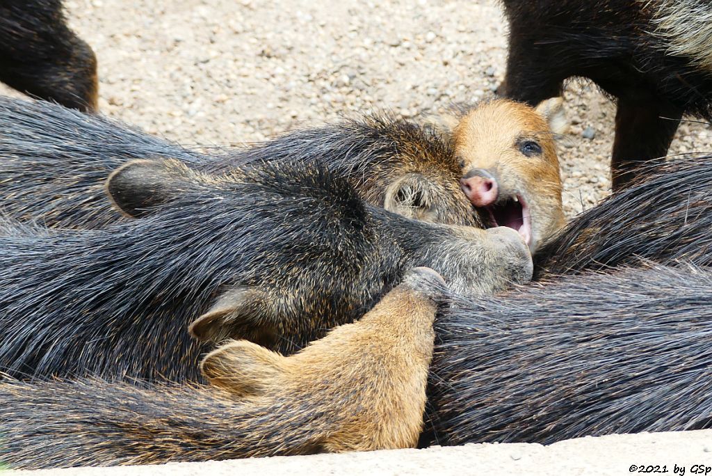 Südliches Weißbartpekari (Südliches Bisamschwein)