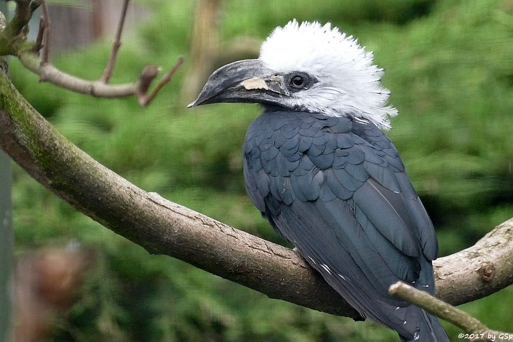 Weißkopf-Hornvogel (Weißschopf-Hornvogel, Perückenhornvogel)