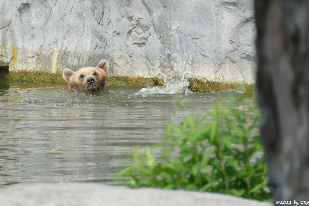 Europäischer Braunbär