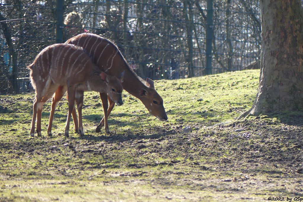 Nyala (Tieflandnyala, Flachlandnyala)