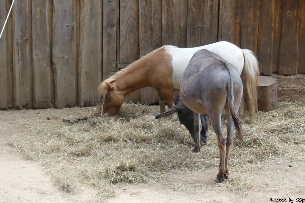 Shetlandpony, Hausesel