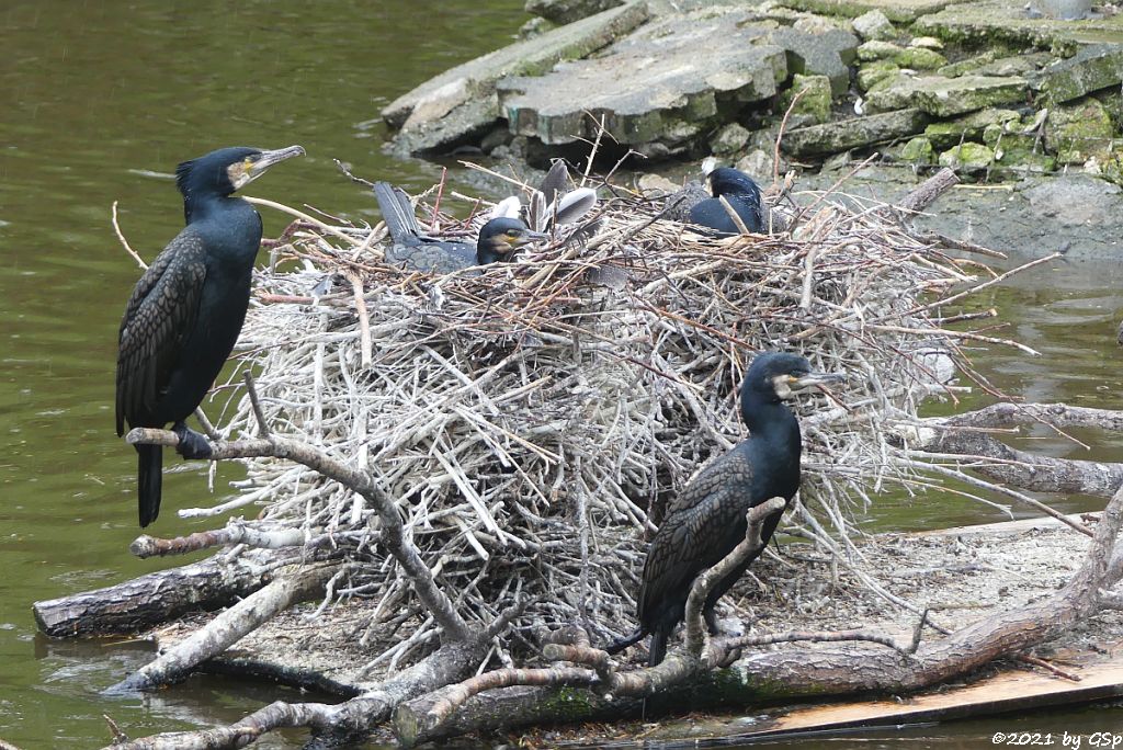 Eurasischer Kormoran