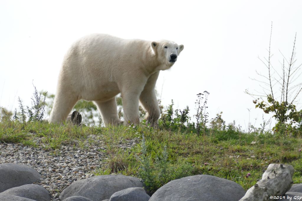 Eisbär (Polarbär)