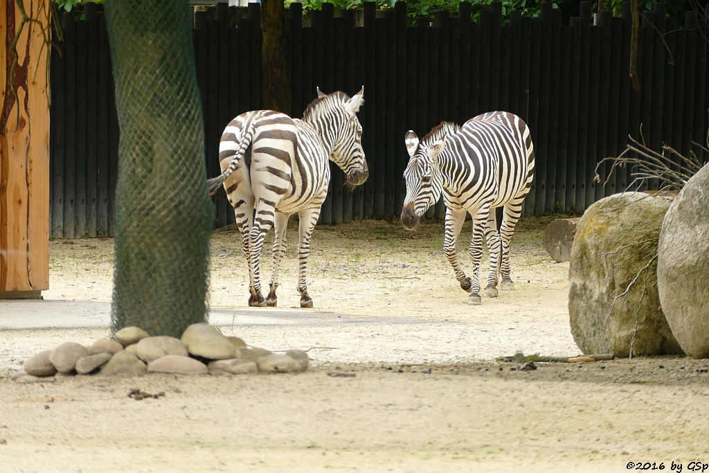 Böhm-Steppenzebra (Grant-Zebra)