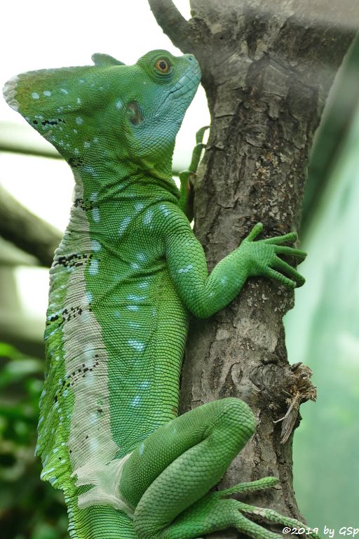 Stirnlappenbasilisk (Federbuschbasilisk)