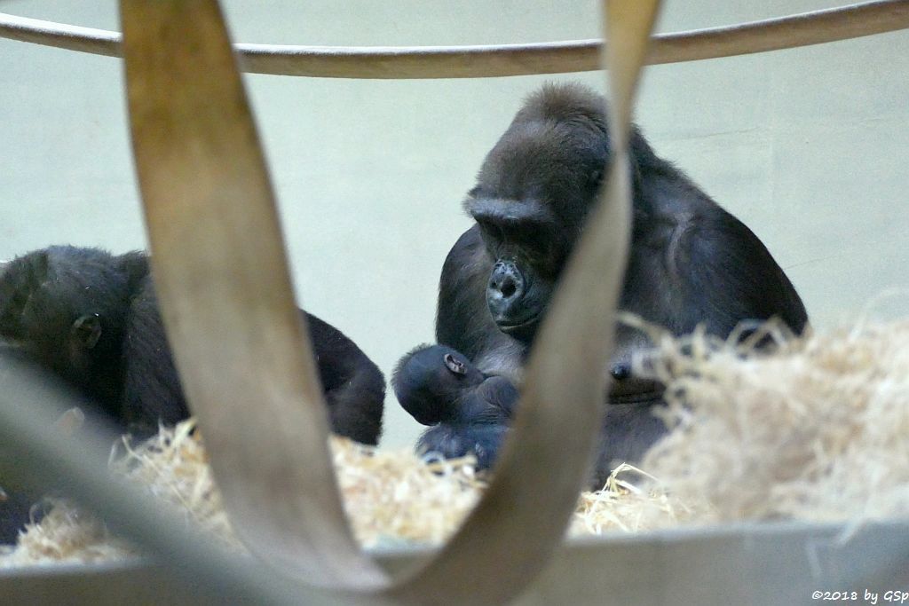 Flachlandgorilla TUANA mit Jungtier, geb. 11.1.18 (2 Wochen alt)