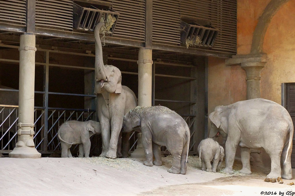 ANJULI, YASHODA, ASSAM, KANJA, KANDY