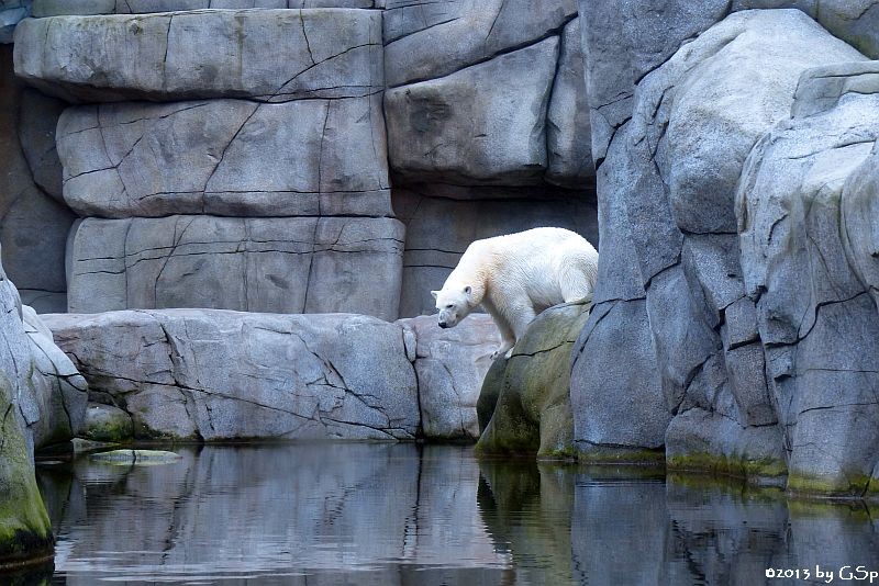 Eisbär