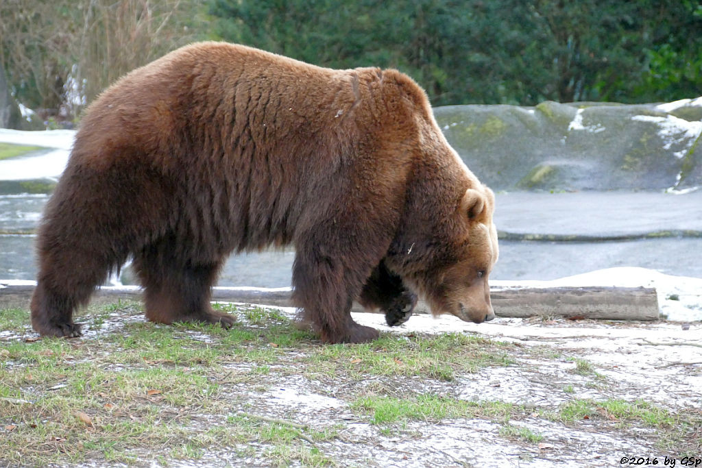 Kamtschatkabär