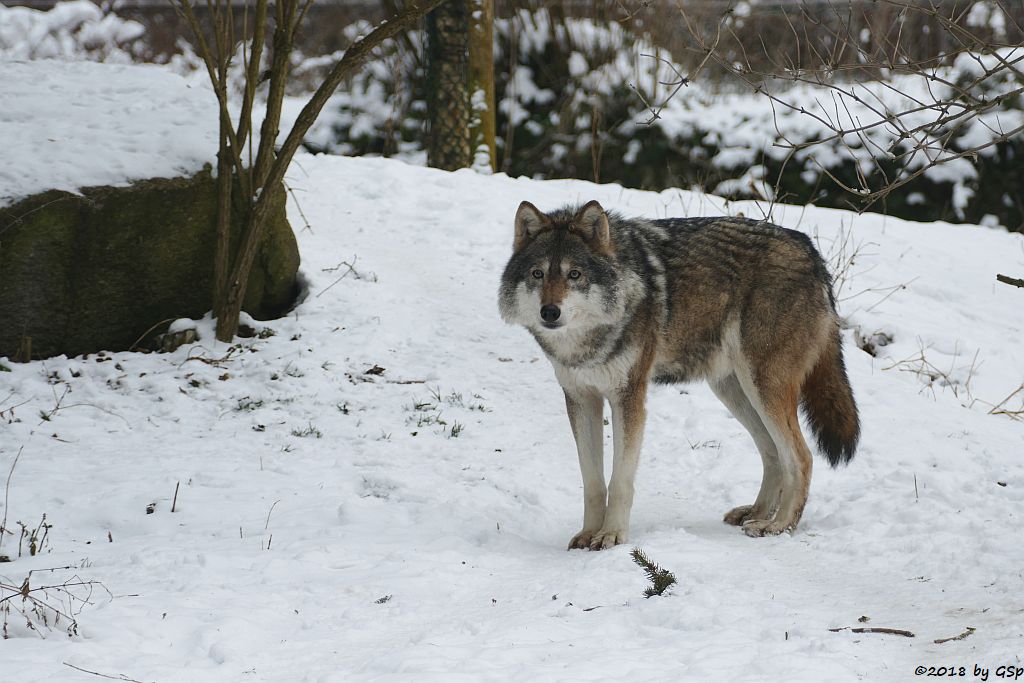 Eurasischer Wolf