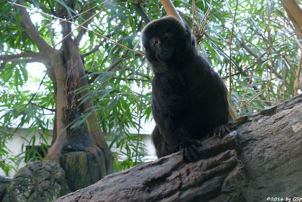 Springtamarin