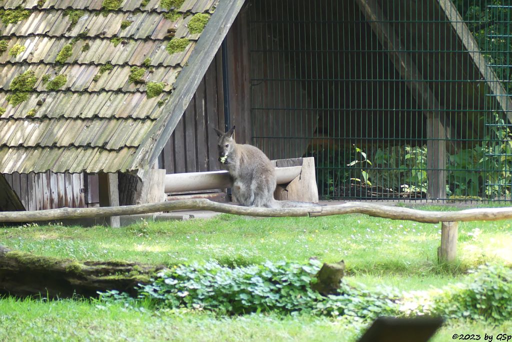 Rotnackenwallaby (Bennettkänguru)