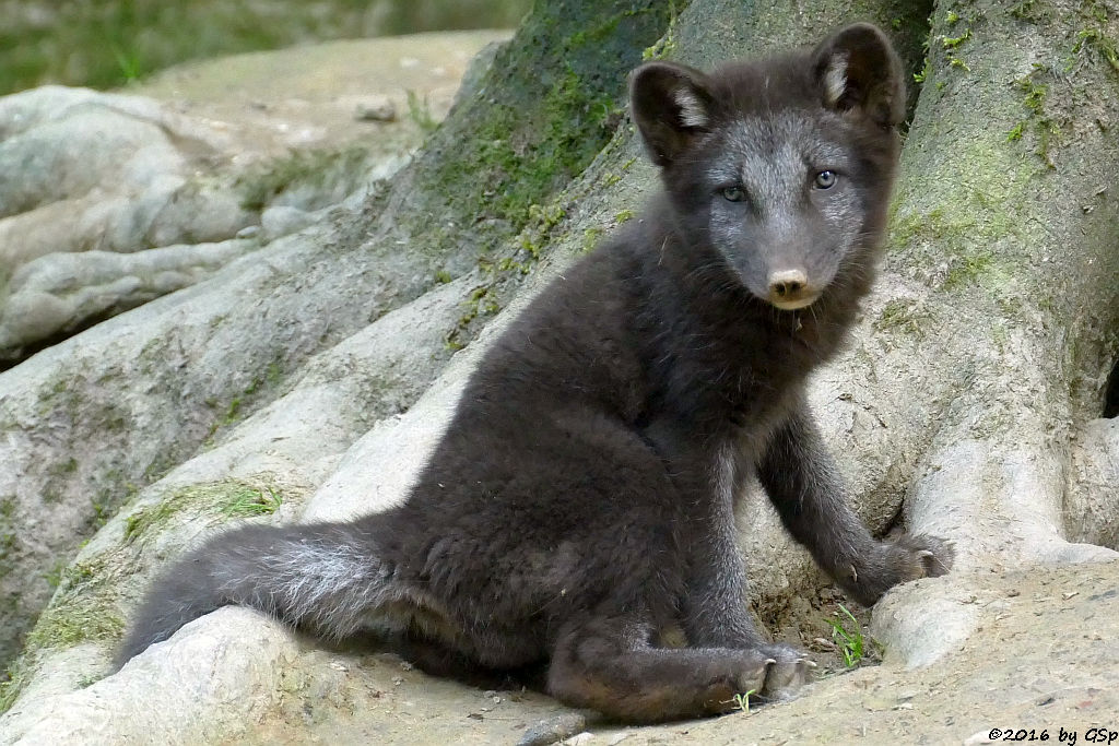 Polarfuchs, geb. am 9.5.16