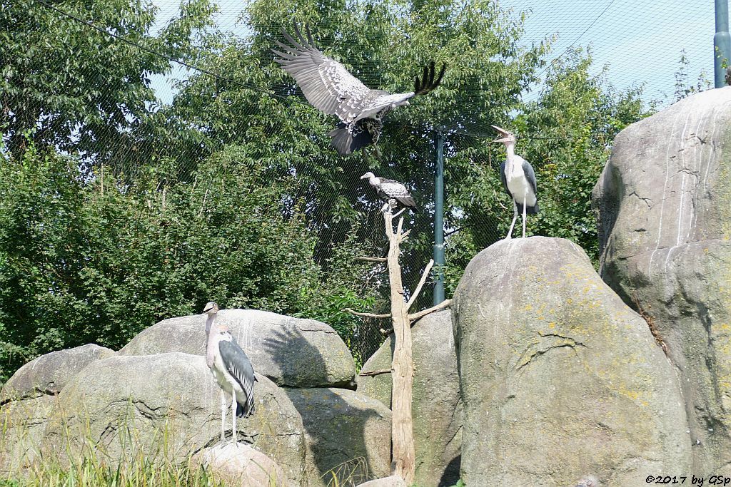 Afrikanischer Marabu, Sperbergeier (Rüppellgeier)