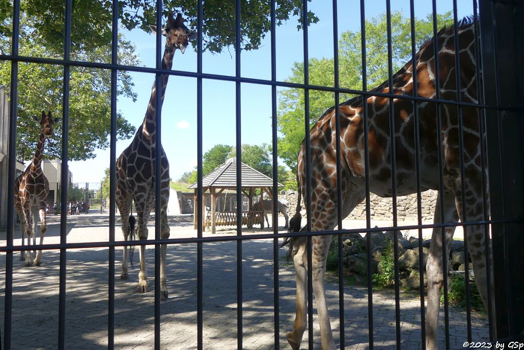 Netzgiraffe, Gréva-Zebra