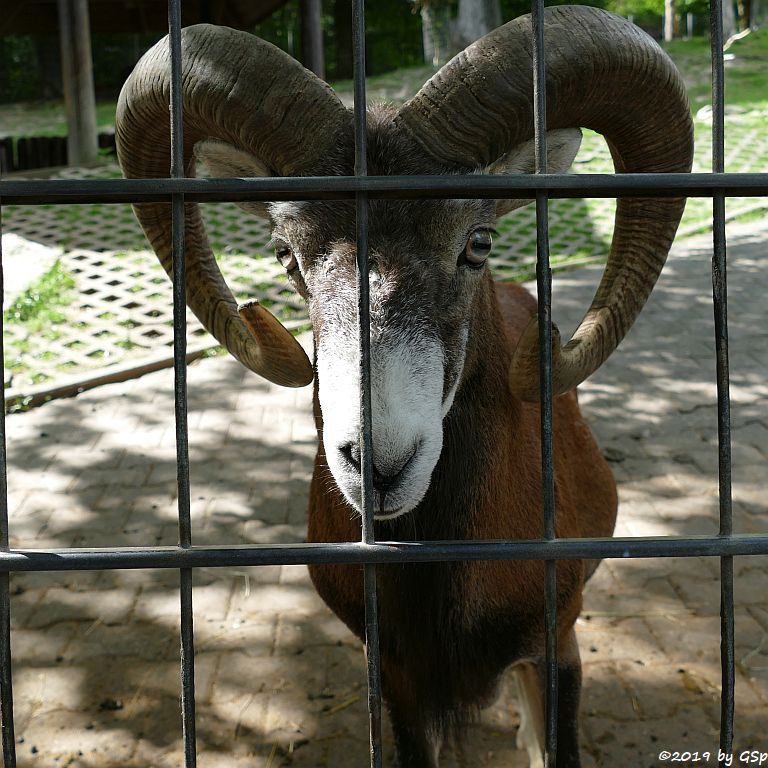 Europäischer Mufflon (Tyrrhenischer Mufflon, Europäisches Wildschaf)