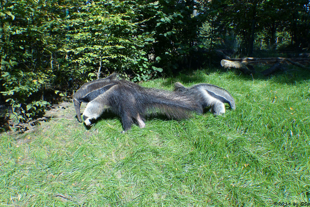 Großer Ameisenbär, Jungtier geb. am 3.3.14