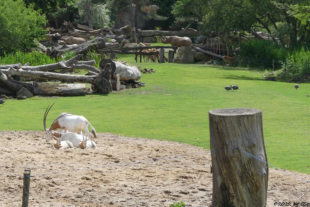 Säbelantilope, Weißnacken-Moorantilope (Mrs. Grays Wasserbock), Ostafrikan. Spitzmaulnashorn, Helmperlhuhn