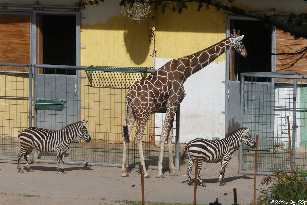 Böhm-Steppenzebra (Grant-Zebra), Netzgiraffe