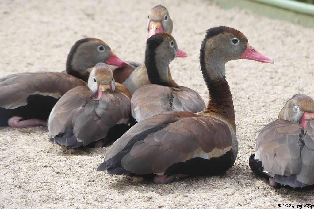 Zoo Halle: Südliche Rotschnabel-Pfeifgans (Südliche Herbstpfeifgans)