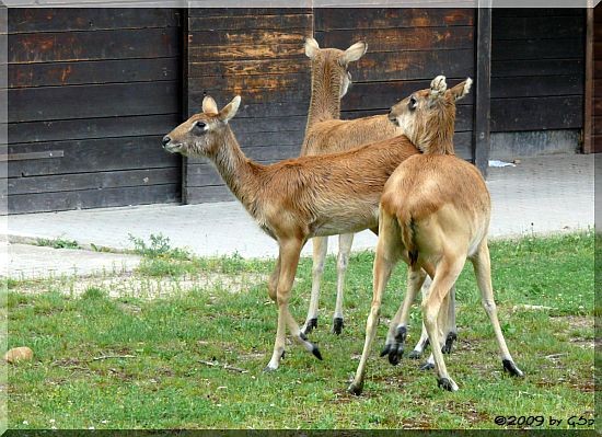 Weißnacken-Moorantilope