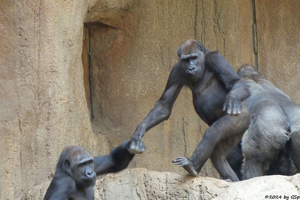 Westlicher Flachlandgorilla