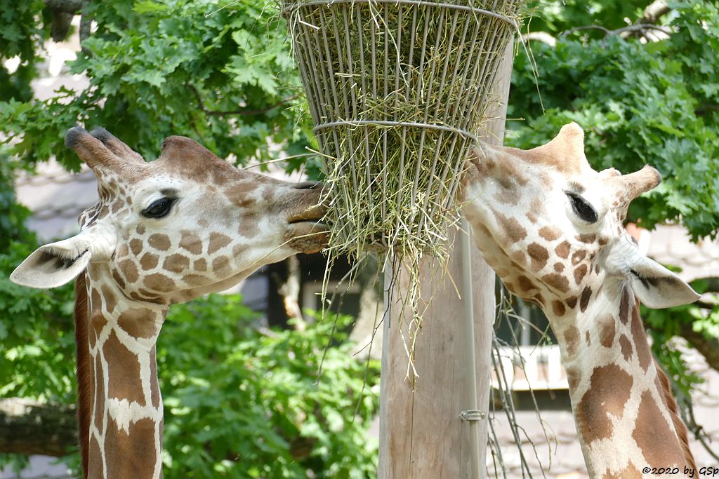 Netzgiraffe, Rothschildgiraffe (Uganda-Giraffe, Baringo-Giraffe)