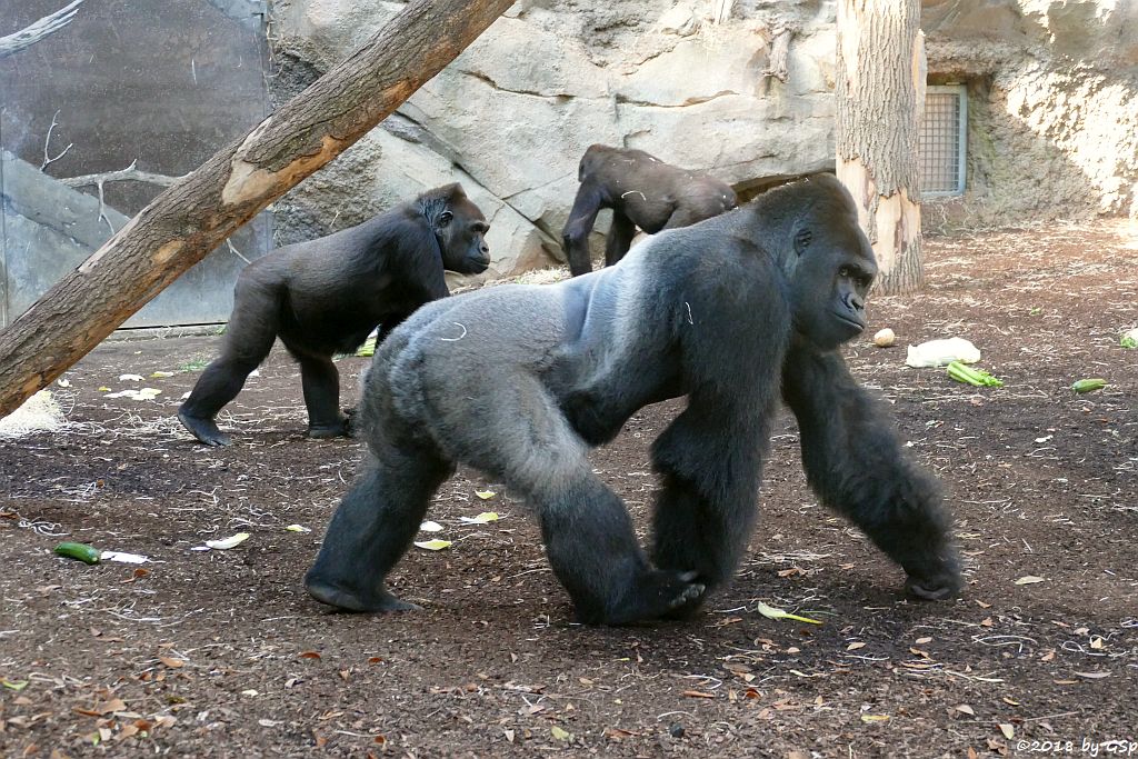 Flachlandgorilla VIATU, REBECCA und QUEMBO