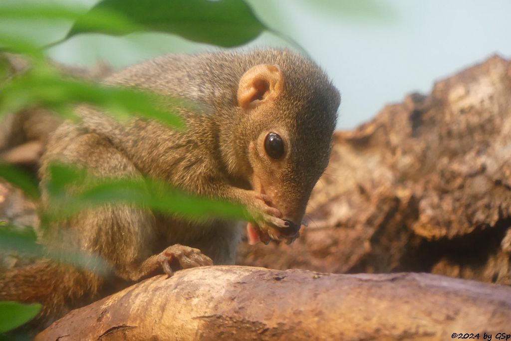 Nördliches Spitzhörnchen (Belanger-Tupaja)