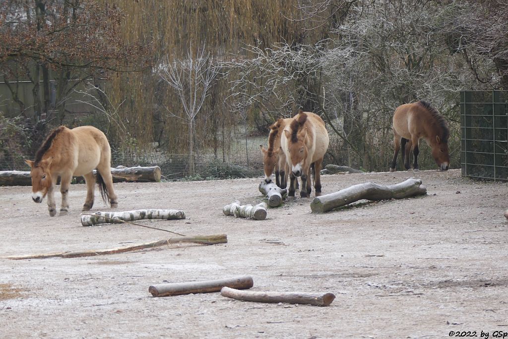 Przewalski-Pferd (Przewalski-Urwildpferd, Asiatisches Wildpferd)